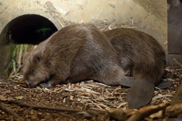 Zwei Biber in ihrer Burg im Biosphaerium, © Berit Neß