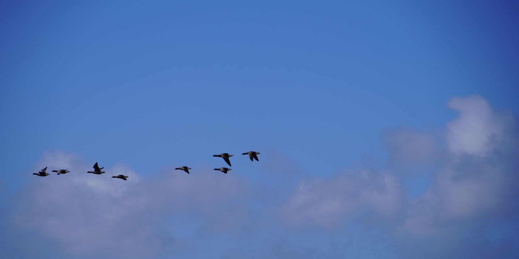 Vogelführung - Wremen, © NPH