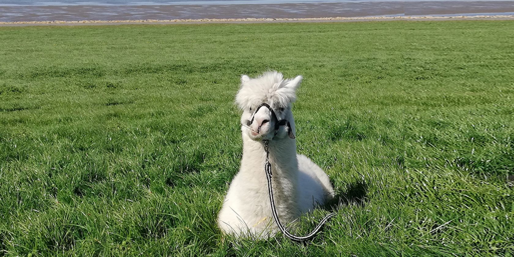 Alpaka Nordsee Wanderung